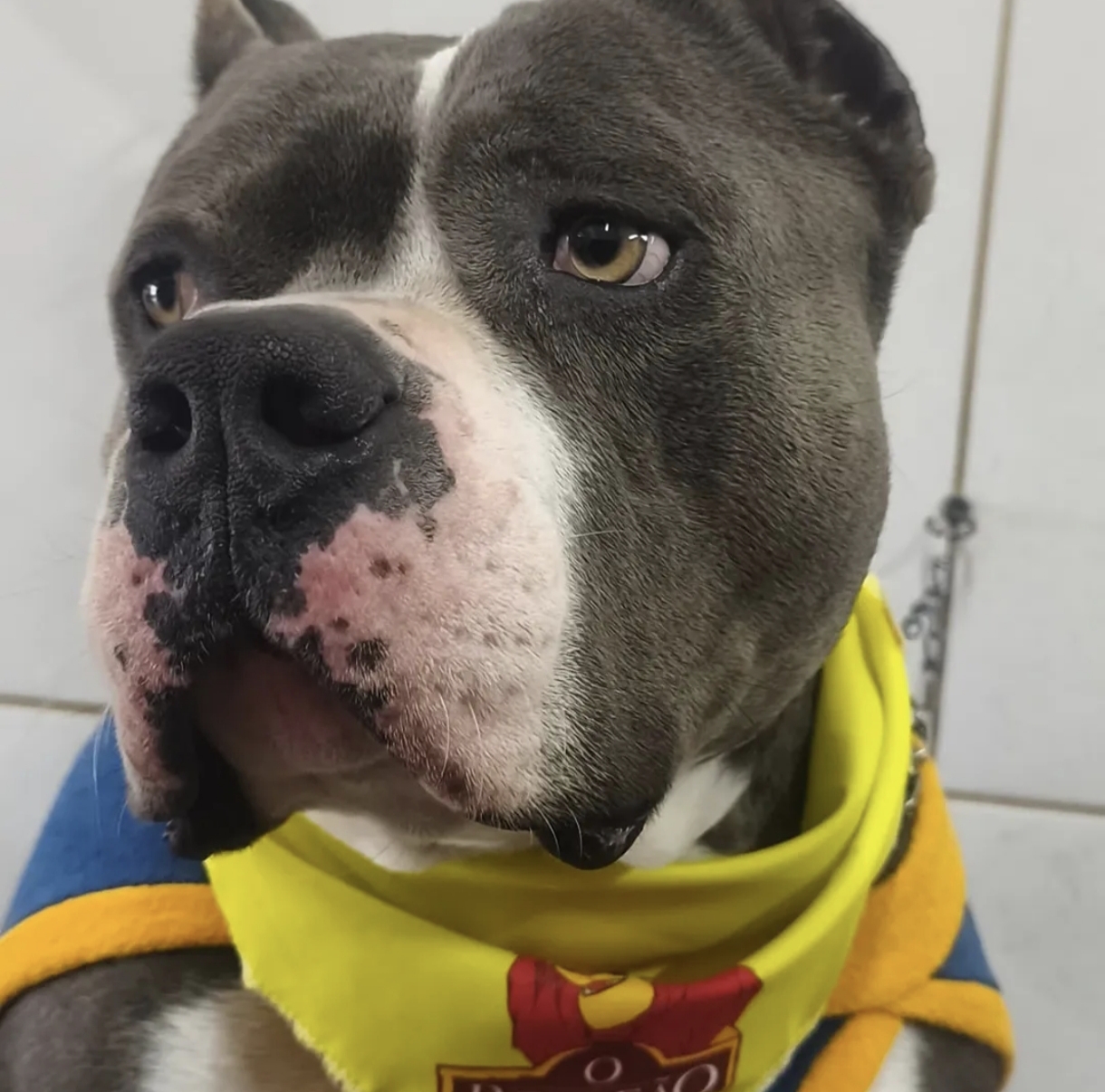 Cão atendido na Pet Clínica Amigo Fiel